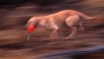 kot7