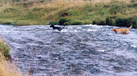 kata og fantur yfir