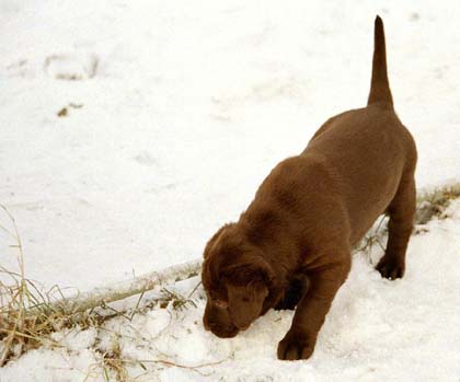 vindas-pup5